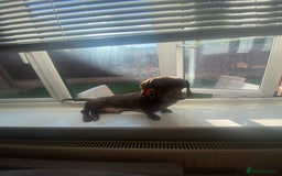 Miniature Dachshund dogs for sale: Pure mini chocolate/tan 6wk old dachshund boys  - Image 12