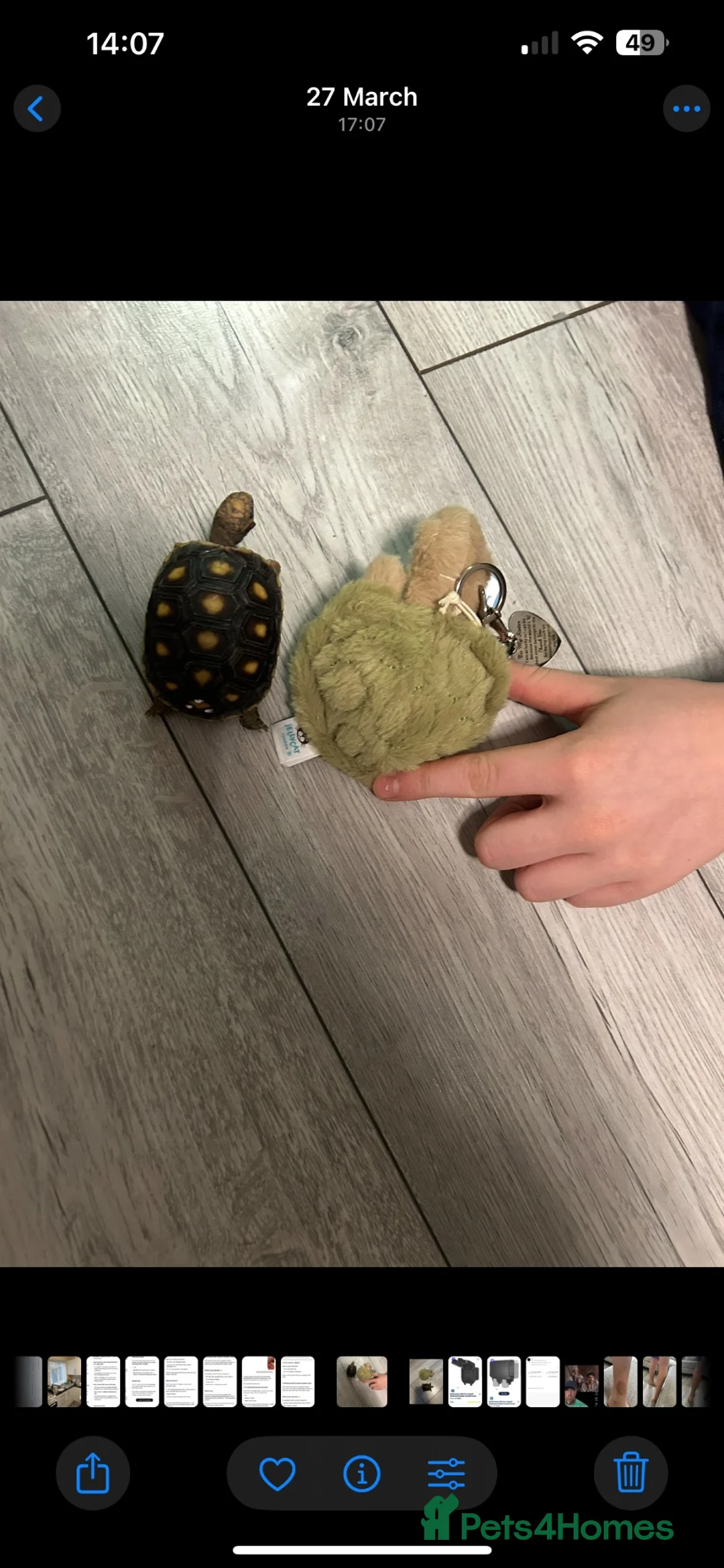 Tortoise reptiles for sale: Red Footed tortoise  in Sevenoaks - Advert 2