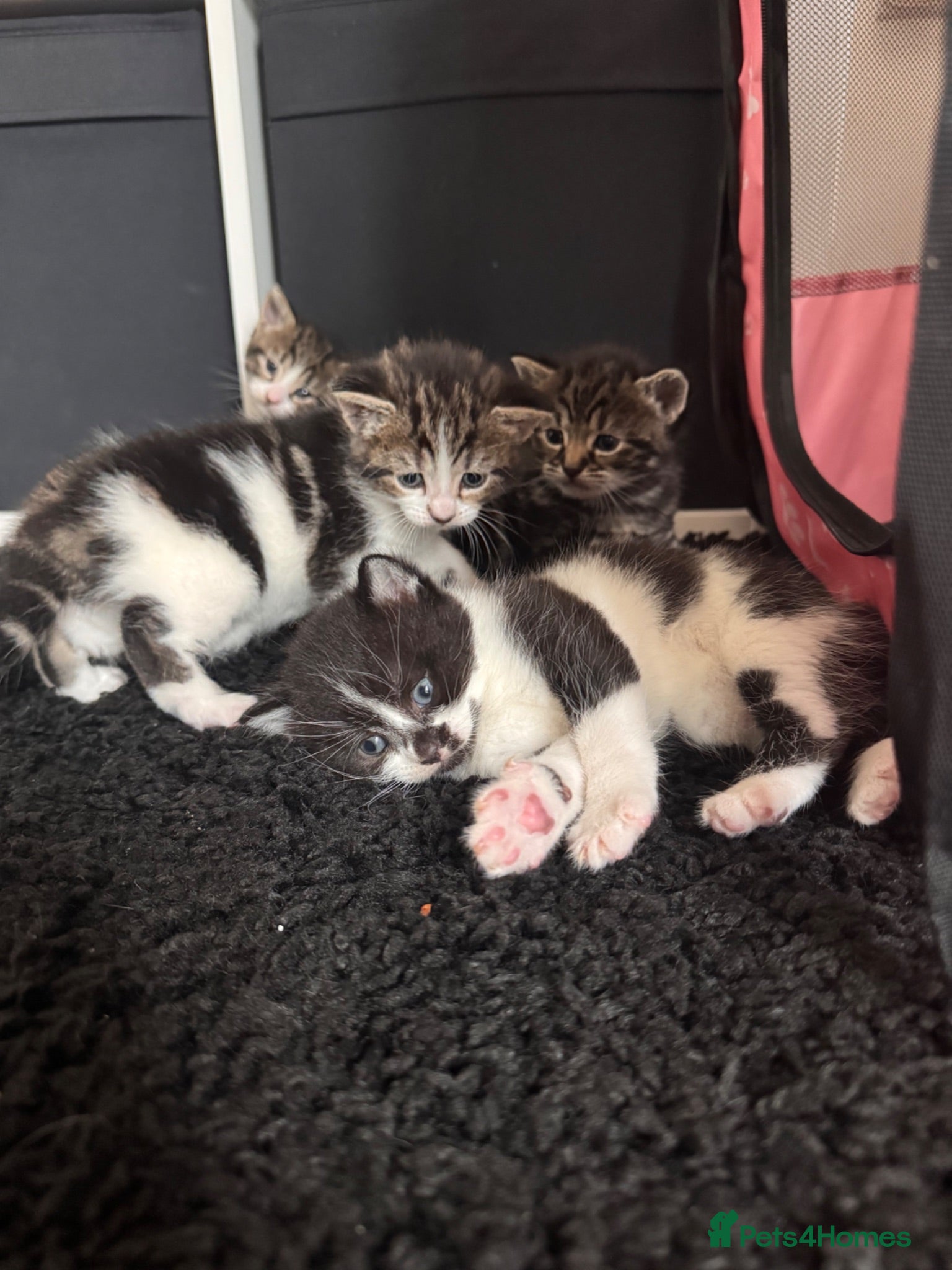 Mixed Breed cats 4 Adorable Kittens Looking For Forever Homes - Advert 1