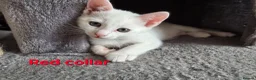 Mixed Breed cats for sale: 5 kittens ready for new homes in Southampton - Advert 14
