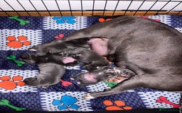 Staffordshire Bull Terrier dogs for sale: Blue staffy pups - Image 7