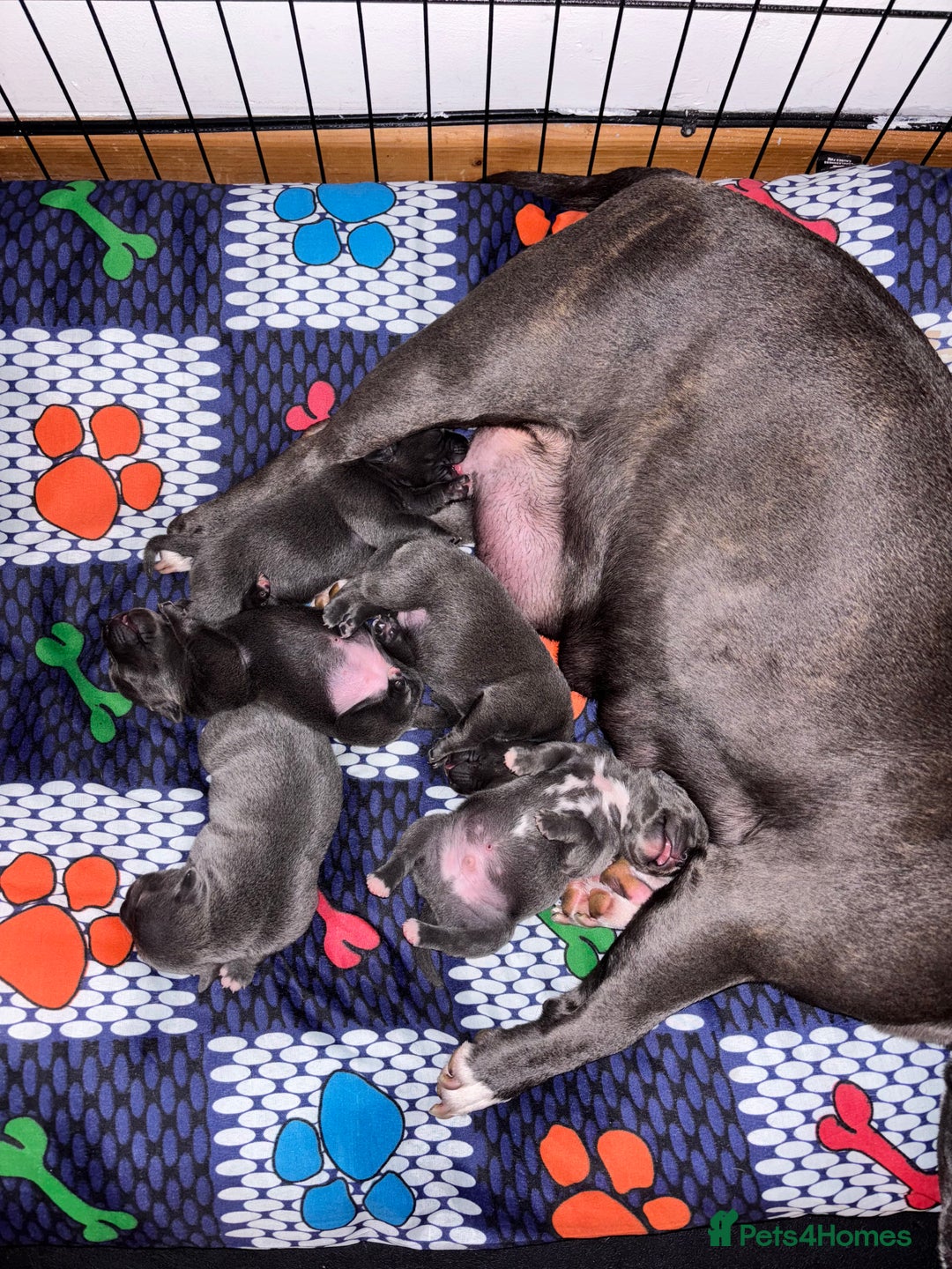 Staffordshire Bull Terrier dogs for sale: Blue staffy pups - Image 7