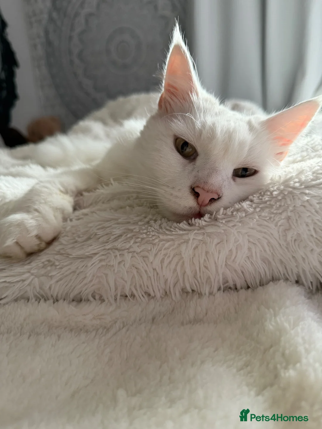 Maine Coon cats for sale: Maine coone boy - Advert 2