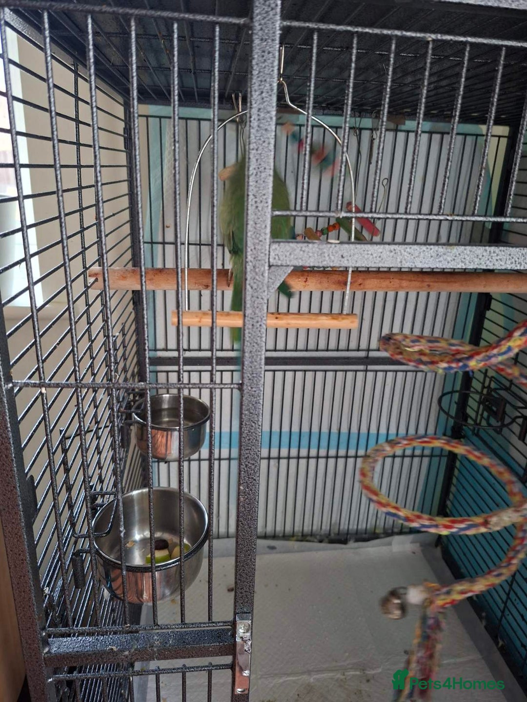 Ringnecks birds for sale: 2 year old male Indian Ringneck parrot - Advert 10