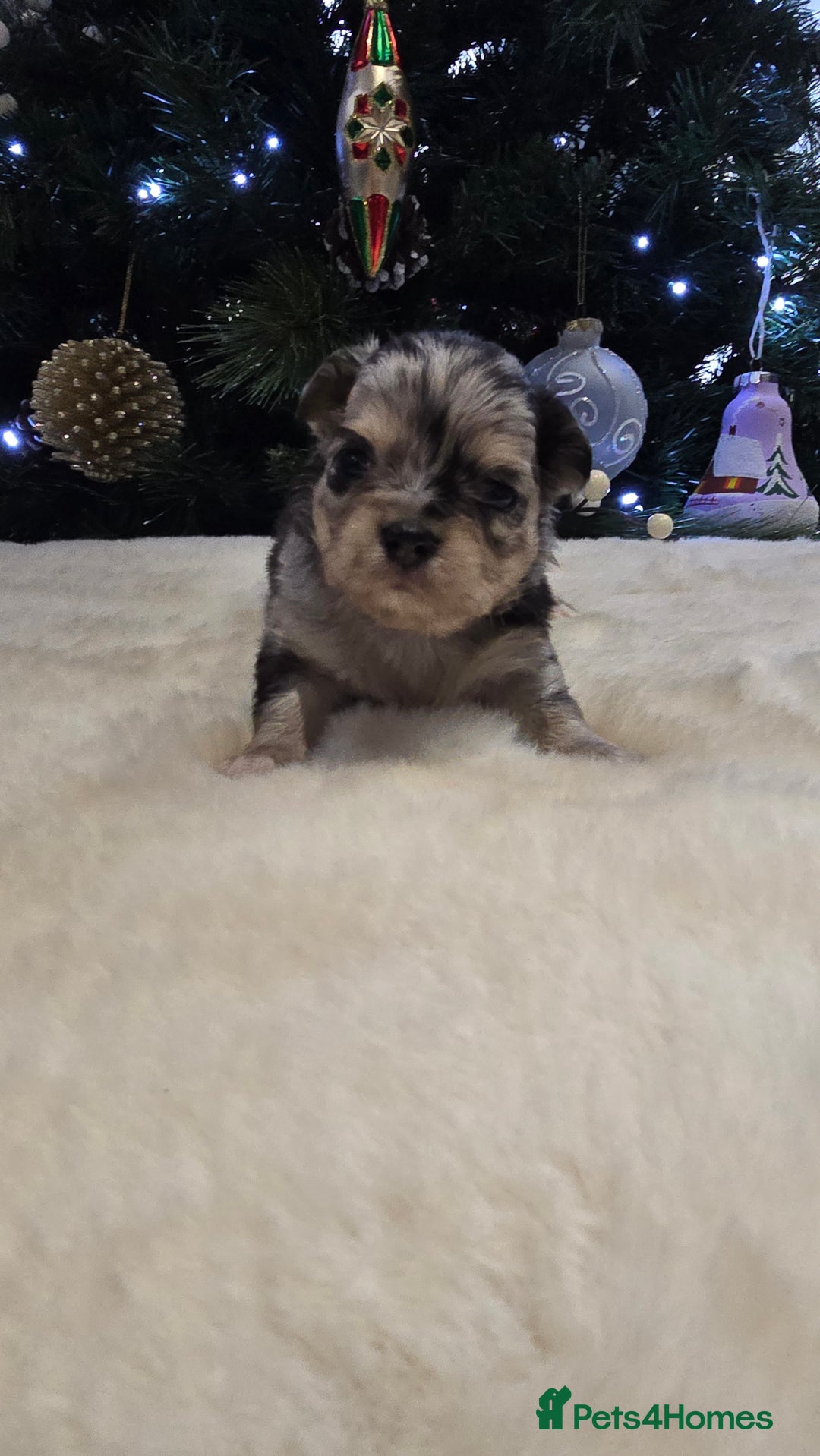Chihuahua dogs for sale: Chihuahua puppies Russian ancestry with perfect bo - Advert 29