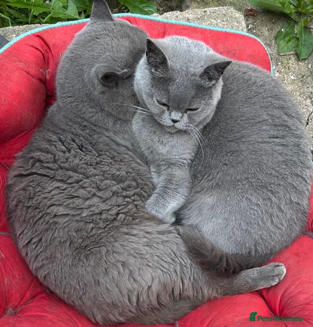 British Shorthair cats for sale: Four little beauties bi colour points  in Rugby - Advert 2