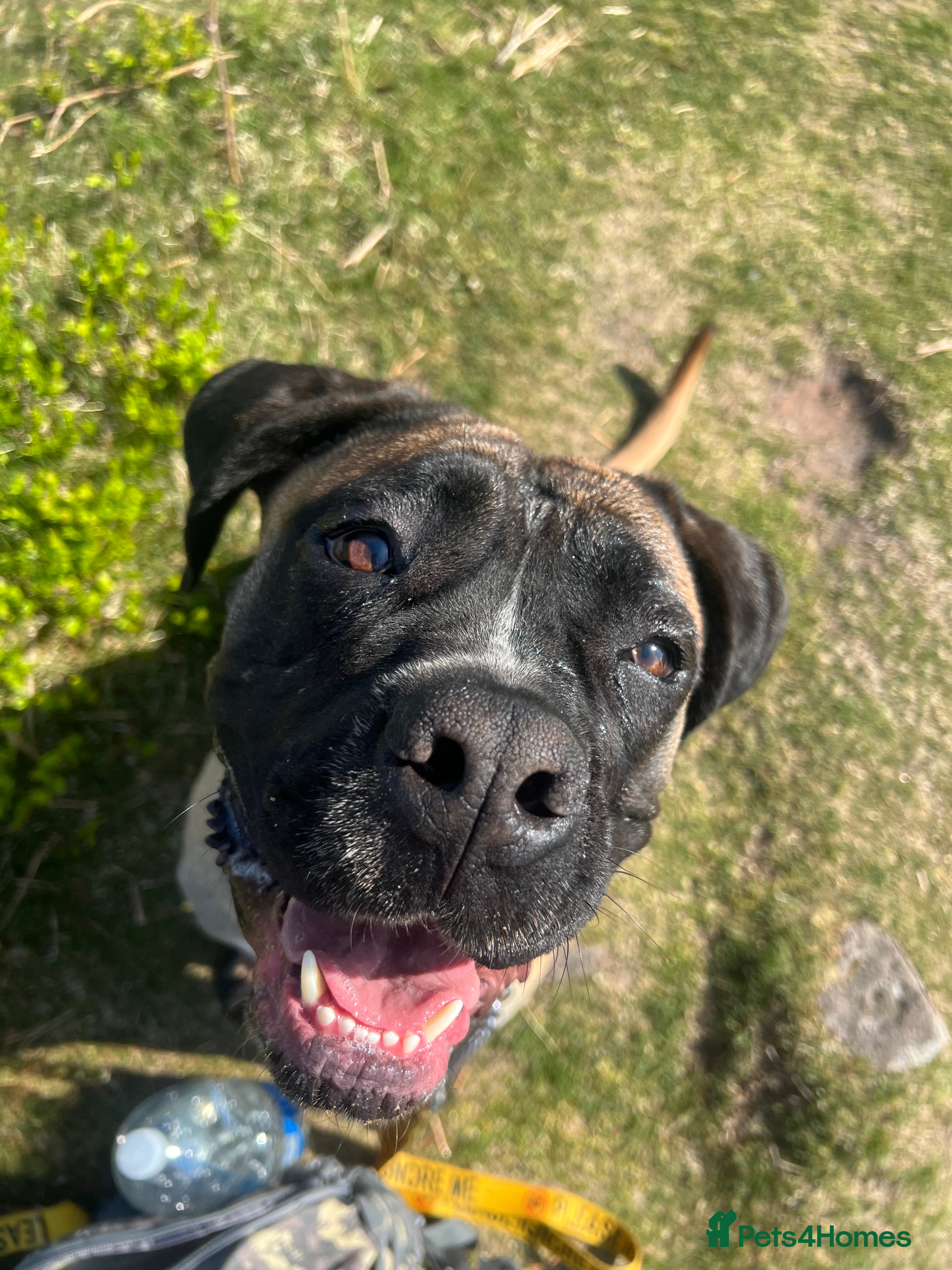 Mixed Breed dogs loving girl needing forever home  - Advert 2