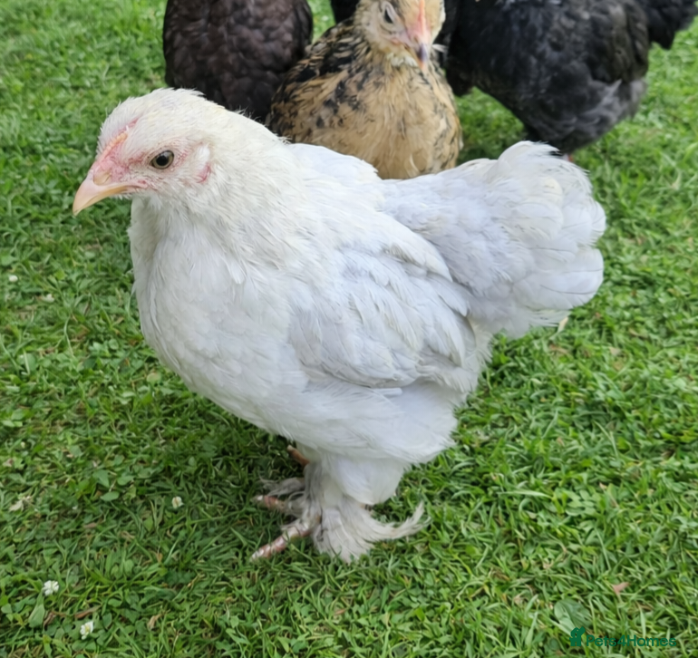 Chickens poultry Pekin bantam young hens  - Advert 1