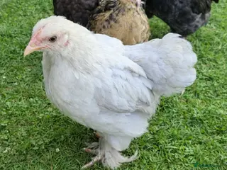 Chickens poultry Pekin bantam young hens - Advert 1