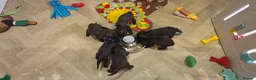 Cocker Spaniel dogs for sale: 6 CHOCOLATE KC WORKING TYPE COCKER SPANIEL - Advert 14