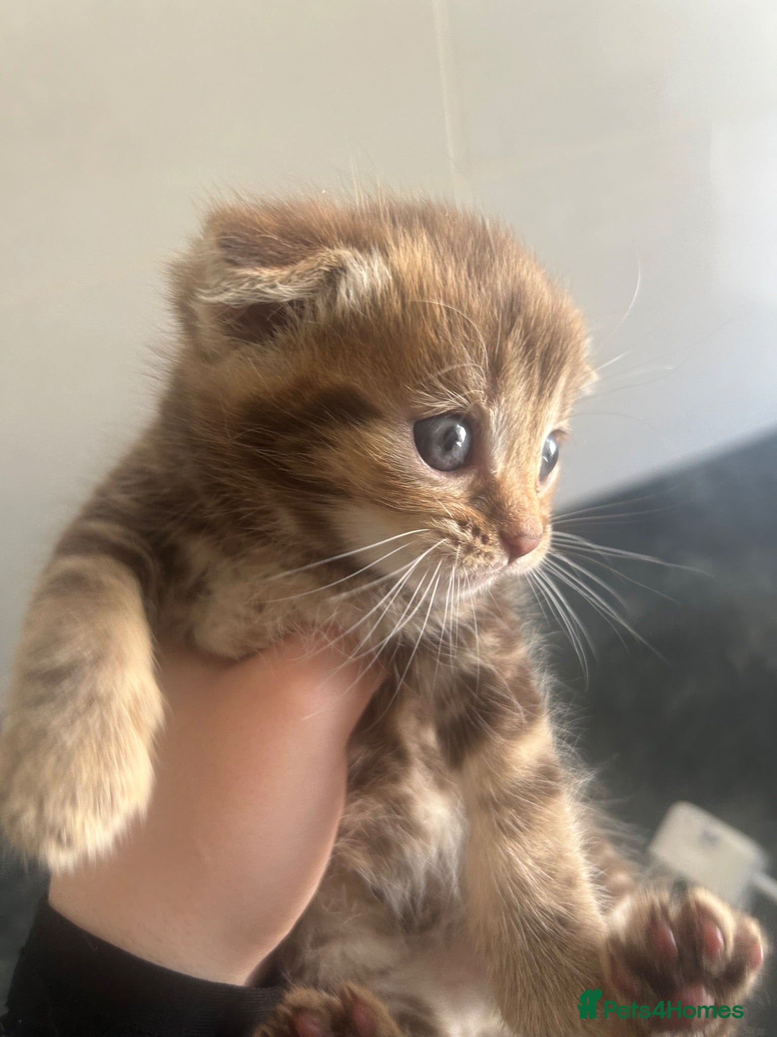 Mixed Breed cats Female British Shorthair Cross Tabby Kitten - Advert 3