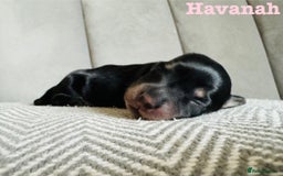 Miniature Dachshund dogs for sale: Exceptional Show Quality KC Miniature Dachshunds! - Image 2