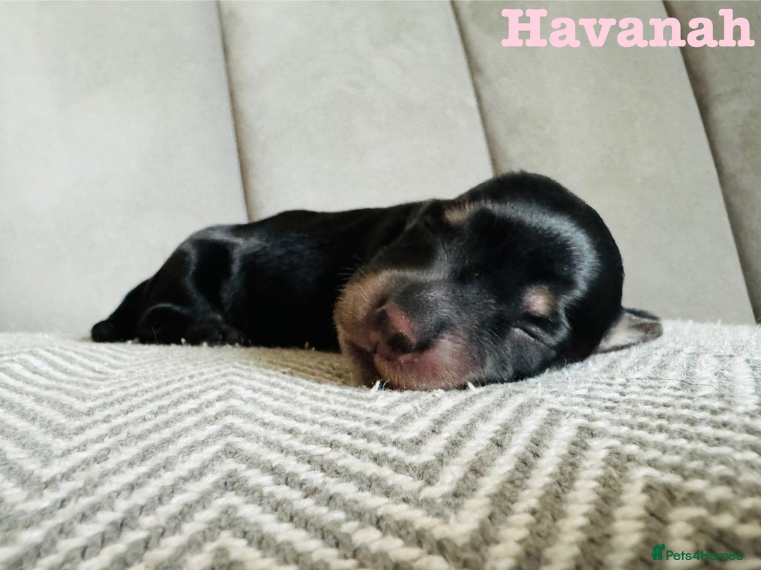 Miniature Dachshund dogs for sale: Exceptional Show Quality KC Miniature Dachshunds! - Image 2