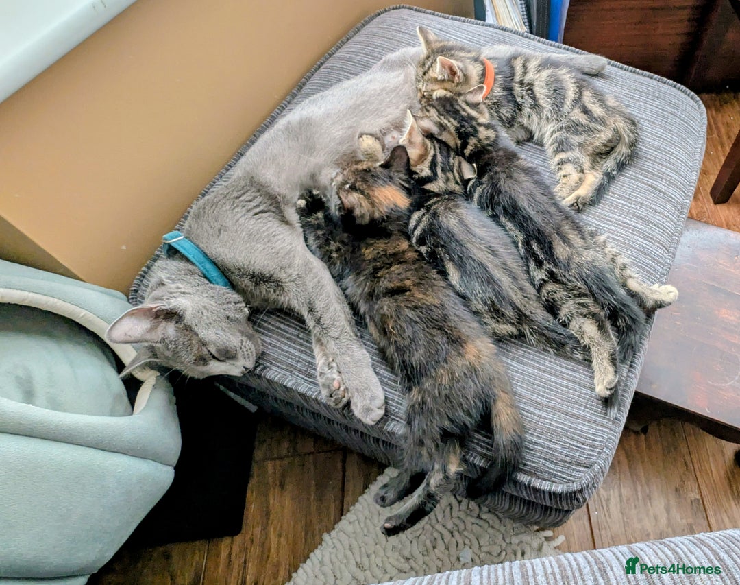 Russian Blue cats for sale: Intelligent & Balanced Russian Blue Cross Kittens - Image 2