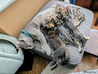 Russian Blue cats - Advert 10