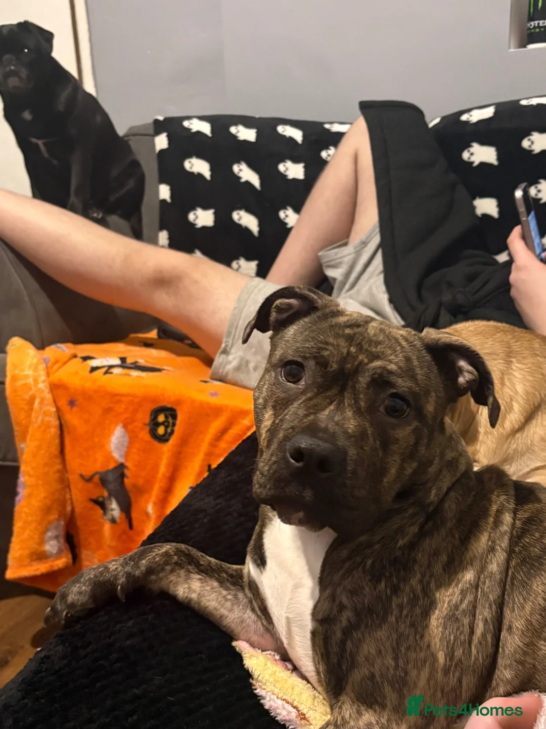 Mixed Breed dogs for sale: Staffordshire bull terrier puppy  in Birmingham - Advert 1