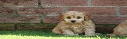 Cavapoochon dogs for sale: CAVAPOOCHON PUPPIES FOR SALE - Advert 33