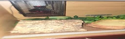 Python Snake reptiles for sale: 5x royal pythons and set ups in Birmingham - Advert 3