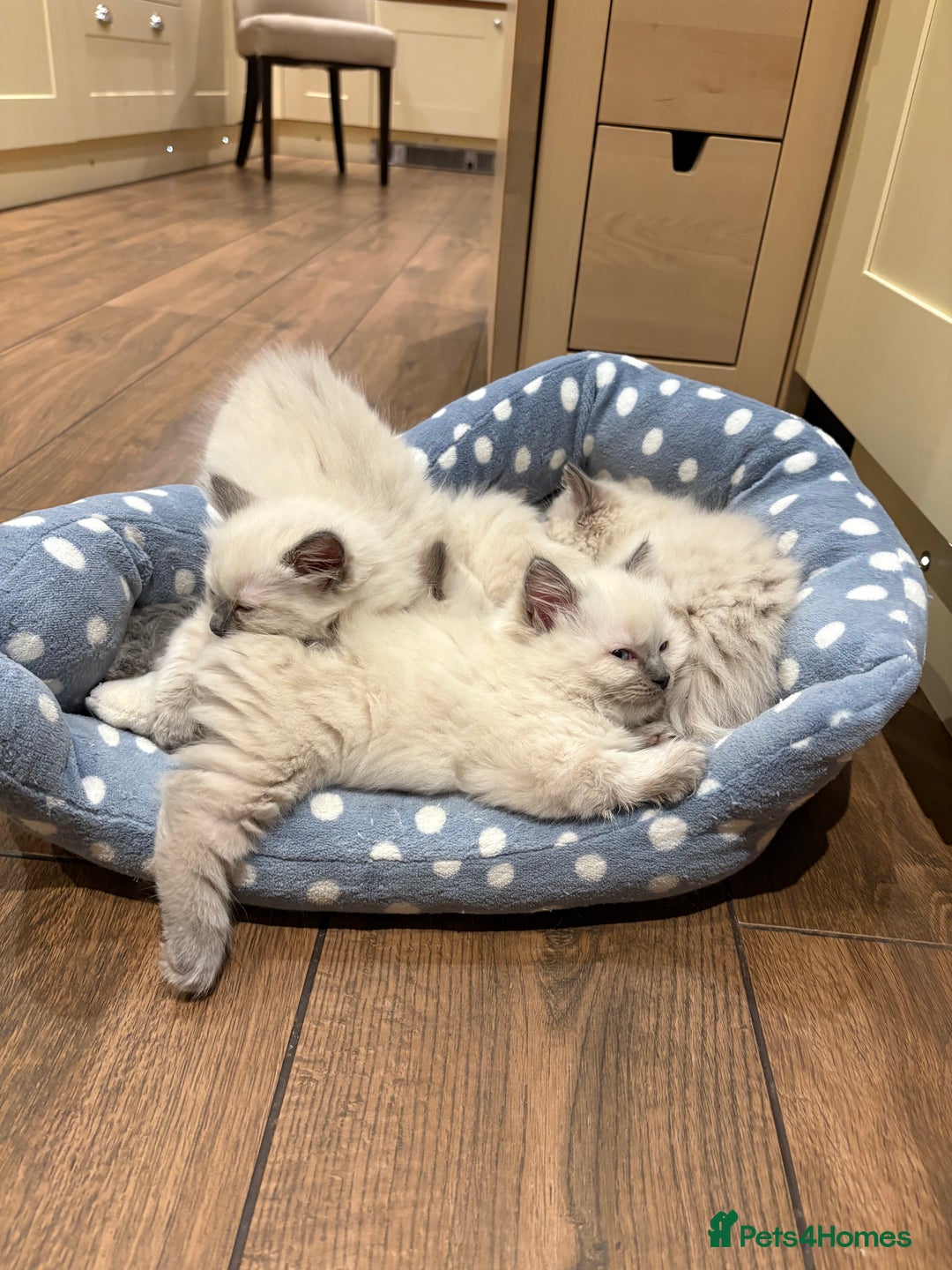 Ragdoll cats for sale: 3 Left! Gorgous blue point girls available🐾 - Image 12