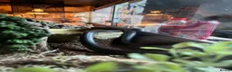 King Snake reptiles for sale: Mexican black kingsnake(free rehome) and setup  in Loughborough - Advert 3