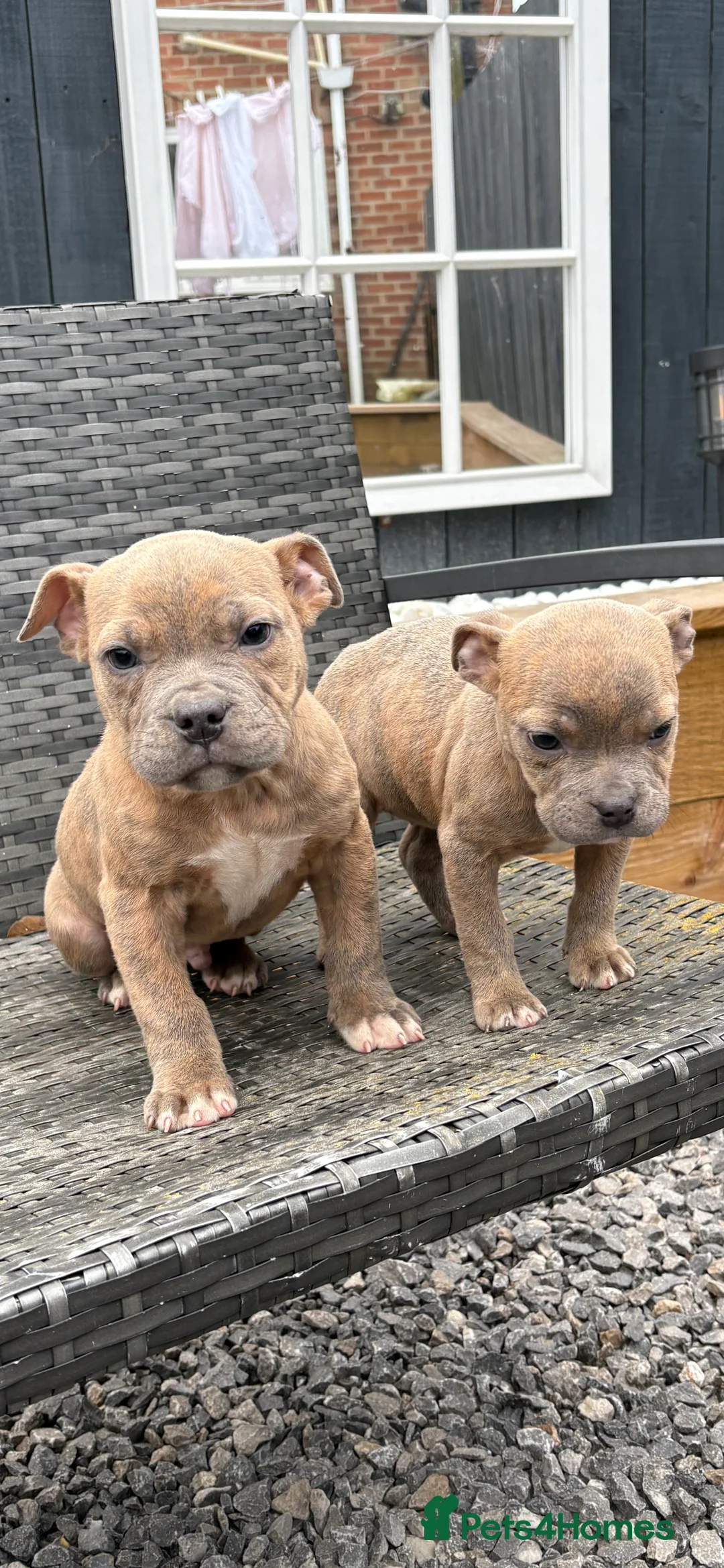 Mixed Breed dogs for sale: Olde English Bulldog pups  - Advert 4
