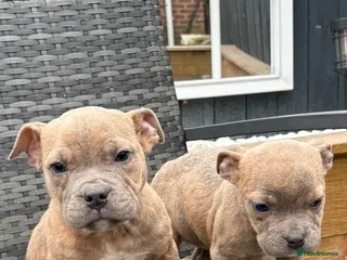 Mixed Breed dogs Olde English Bulldog cross Staffordshire puppys - Advert 17