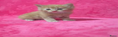 Kitten 1