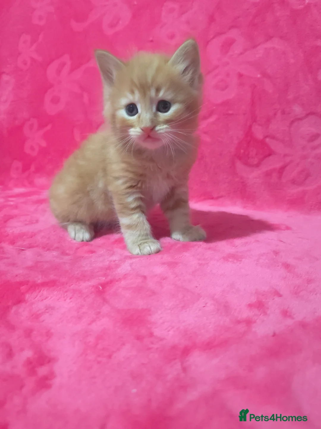 Mixed Breed cats for sale: Dad full maine coons and mum mixed ragdoll - Advert 10