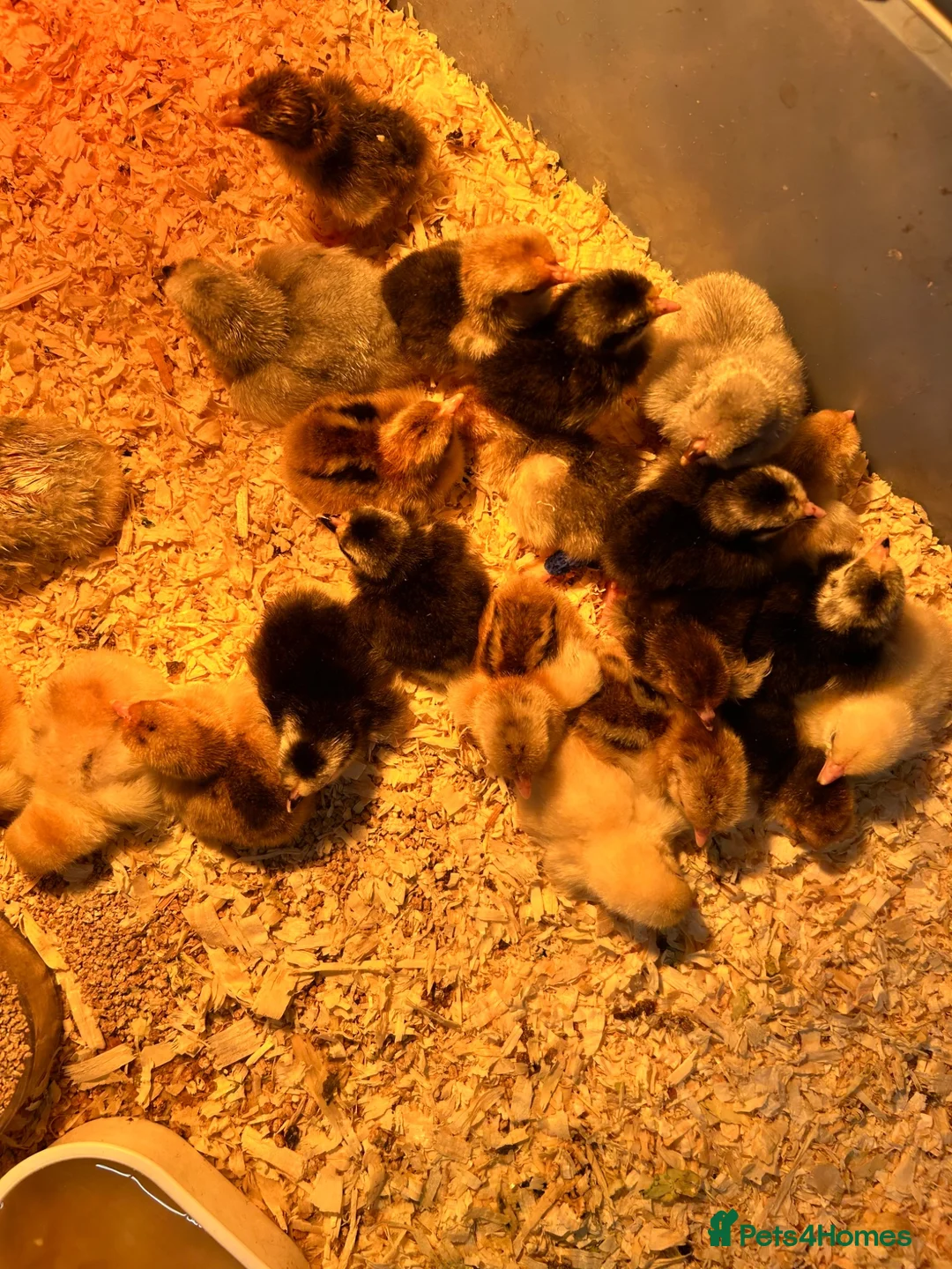 Chickens poultry for sale: Pekin Bantam Chicks  - Advert 1