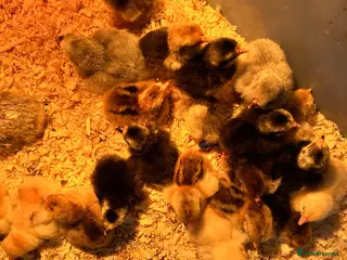 Chickens poultry Pekin Bantam Chicks - Advert 1