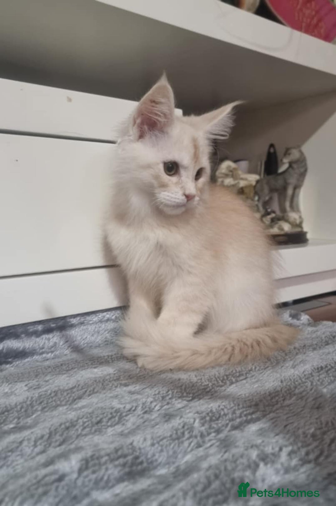 Maine Coon cats for sale: Beautiful Maine Coon Kittens - Advert 5