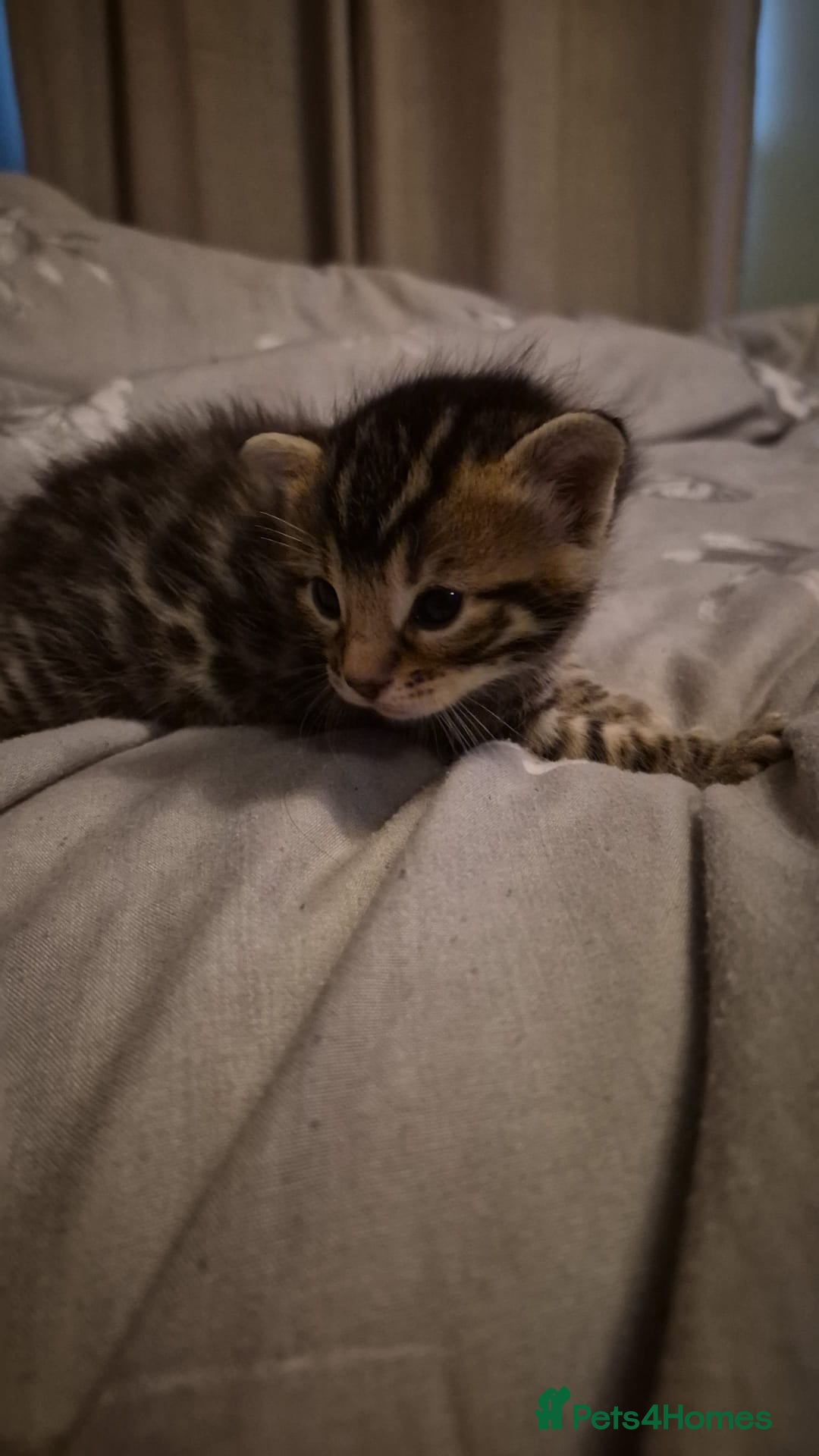 Bengal cats 1 male boy ready to leave  - Advert 1