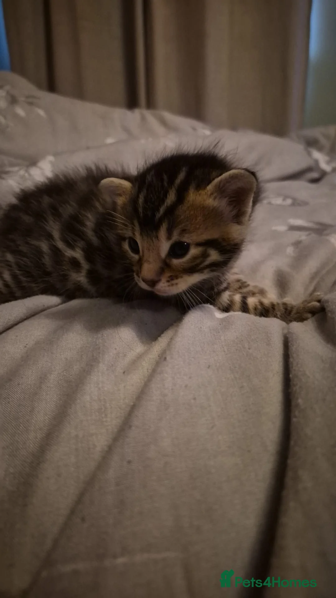 Bengal cats for sale: 1 male boy ready to leave  - Advert 1