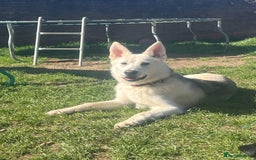 Shepsky dogs for sale: Bear shepsky  looking for his perfect home - Image 1