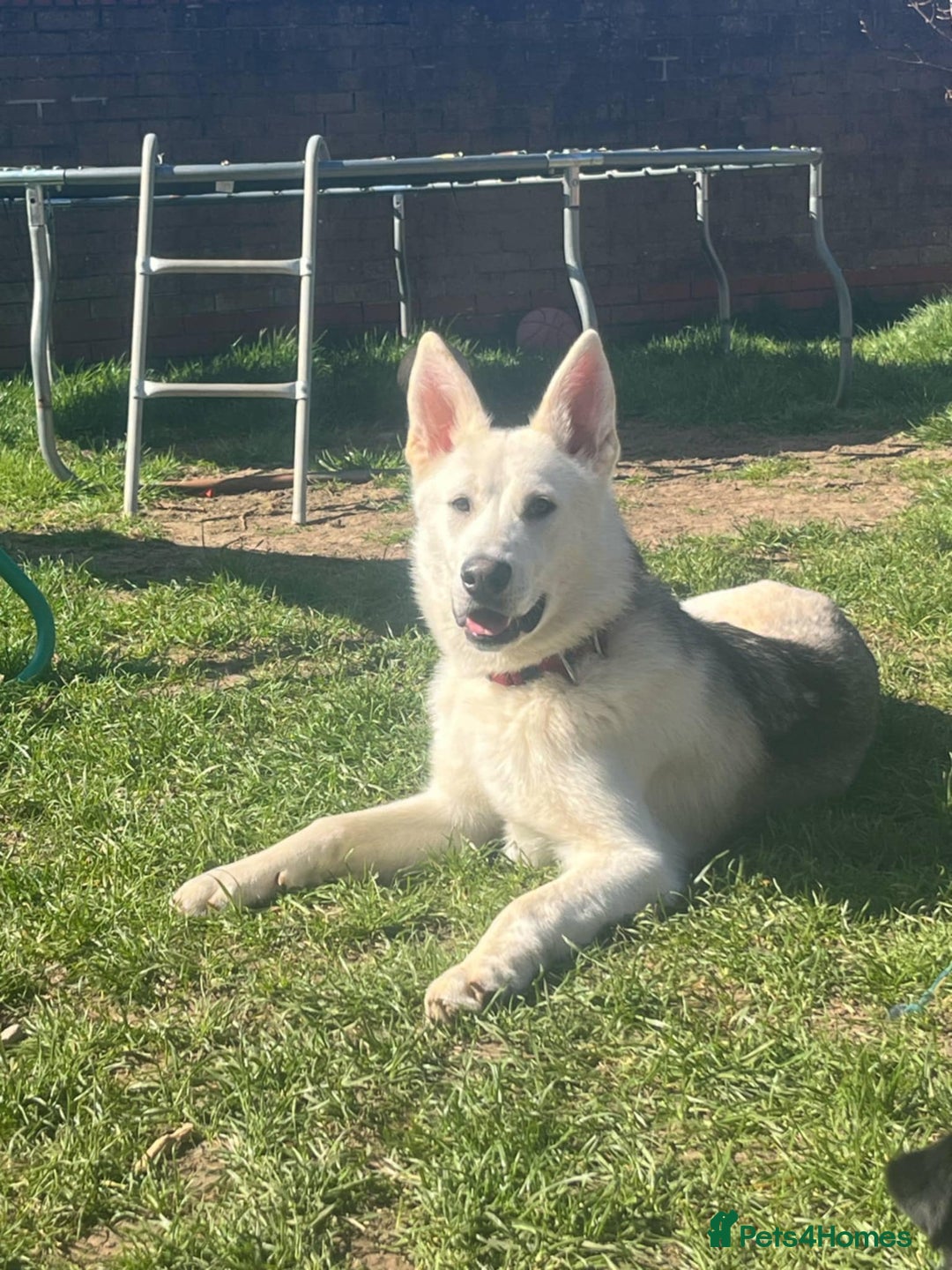 Shepsky dogs for sale: Bear shepsky  looking for his perfect home - Image 1