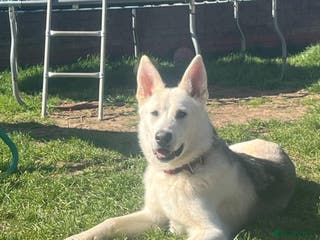 Shepsky dogs Bear shepsky looking for his perfect home - Advert 12