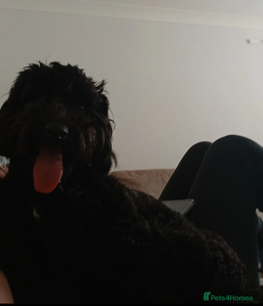 Cockapoo dogs for sale: 16 month cockapoo - Advert 5