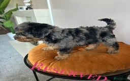 Cavapoo dogs for sale: 1 girl left 💕 f1b cavapoos ready now 🏡 - Image 31