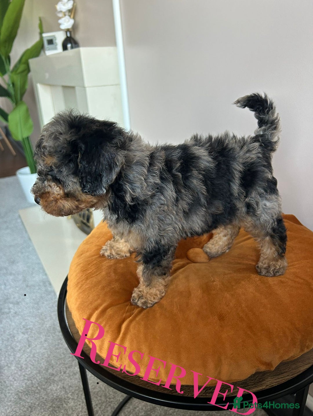 Cavapoo dogs for sale: 1 girl left 💕 f1b cavapoos ready now 🏡 - Image 31