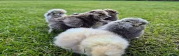 Chickens poultry for sale: Silkie chicks & hatching eggs - Advert 2