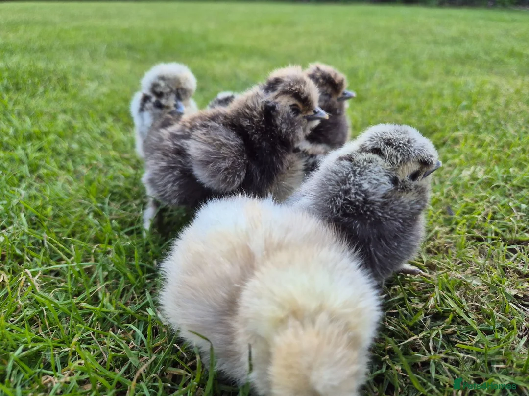 Chickens poultry for sale: Silkie chicks & hatching eggs - Advert 2
