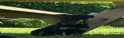 Mixed Breed dogs for sale: Australian Kelpie x Collie Pups in Llangadog - Advert 22