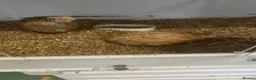 Finches birds for sale: Javas ,quail, canarys - Advert 7