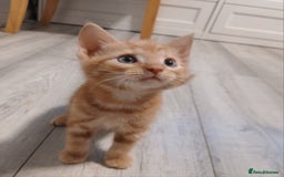 Mixed Breed cats for sale: 5 Kittens for a good home! - Image 10