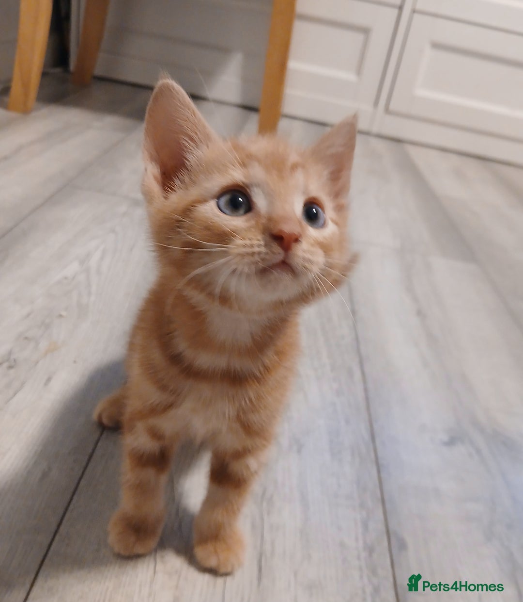 Mixed Breed cats for sale: 5 Kittens for a good home! - Image 10