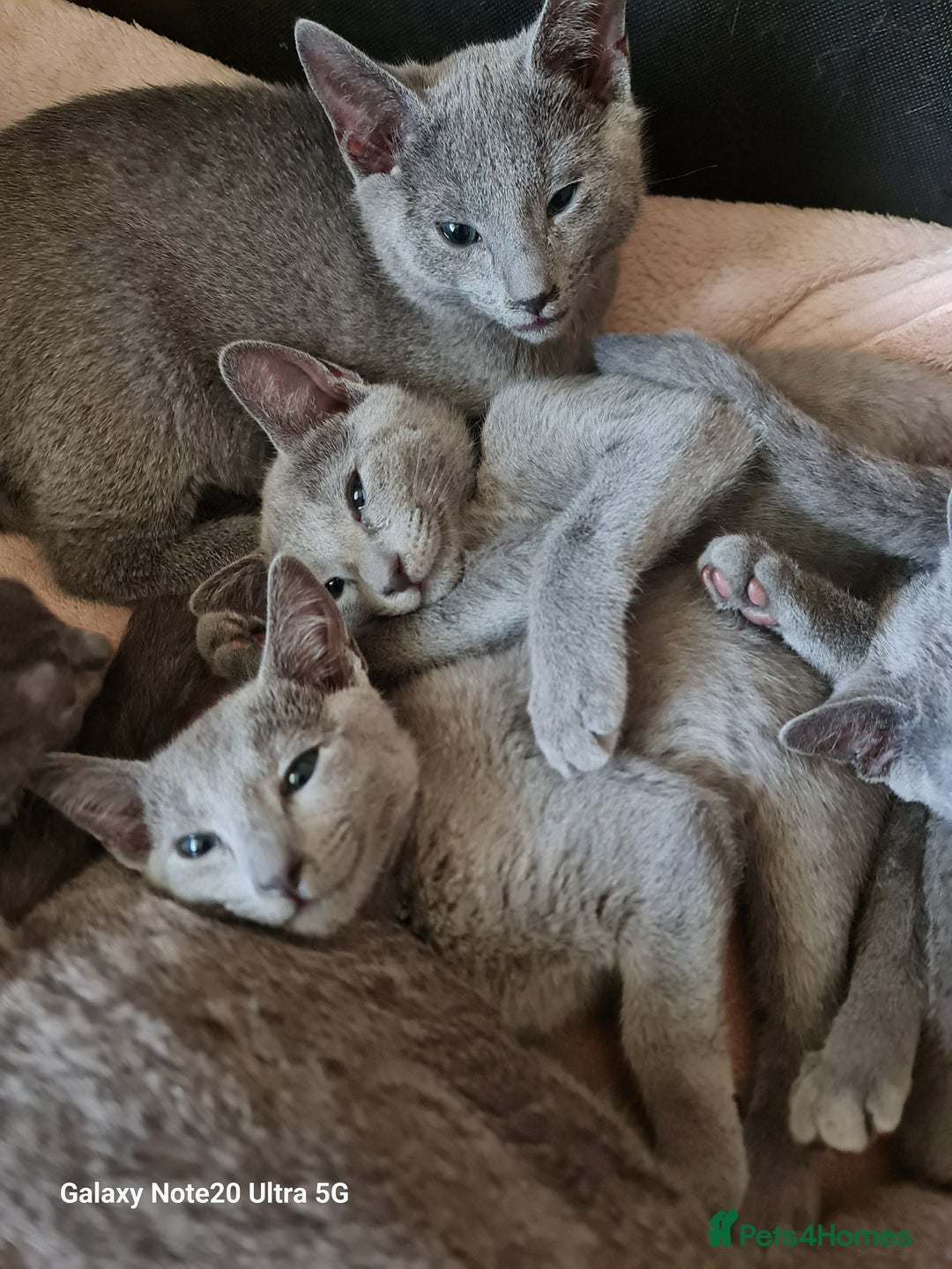 Russian Blue cats for sale: Stunning Russian Blue kittens-pure Pedigree - Advert 9