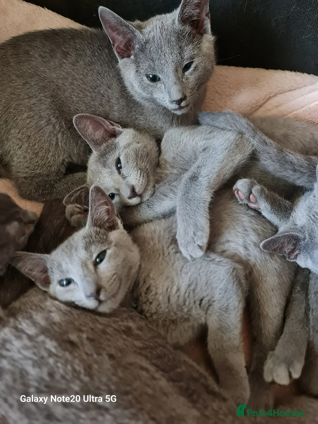 Russian Blue cats for sale: Stunning Russian Blue kittens-pure Pedigree - Advert 13