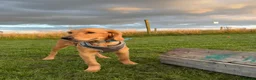 Goldendoodle dogs for sale: Beautiful 6 month old puppy  - Advert 5