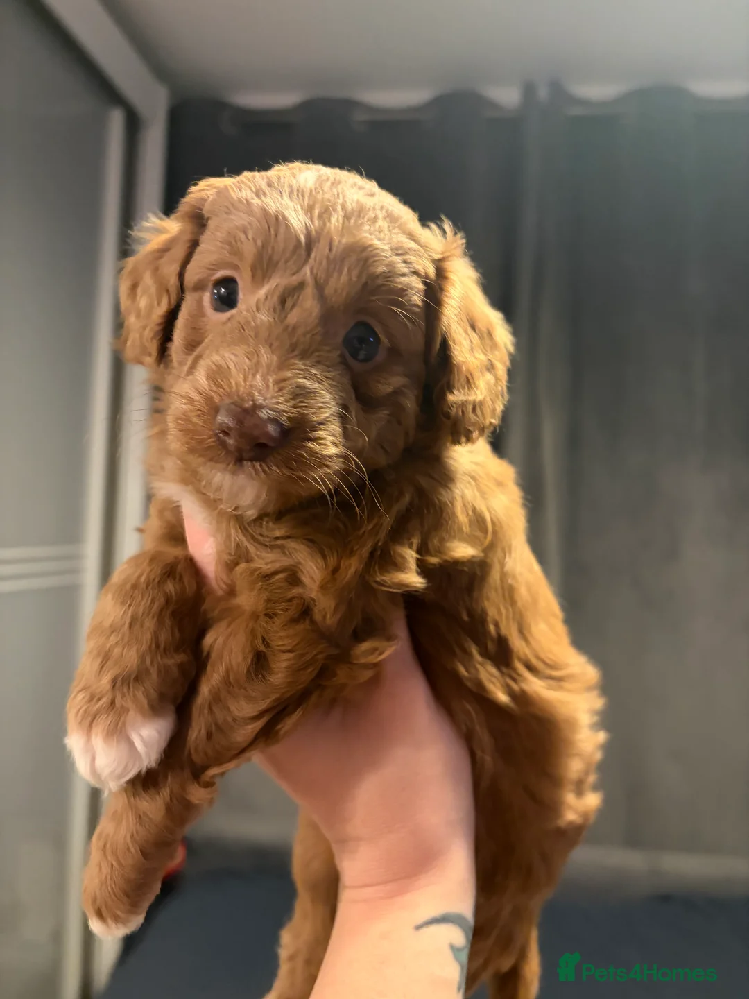 Bordoodle dogs for sale: Stunning litter of colliepoo/bordoodle puppies  - Advert 2
