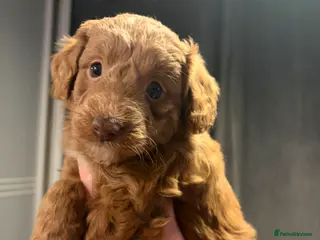 Bordoodle dogs Stunning litter of colliepoo/bordoodle puppies - Advert 3